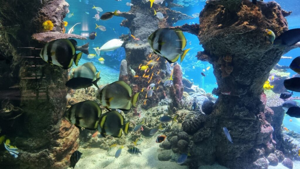 Tropische vissen_Nausicaa