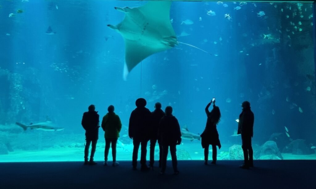 Reuzenmanta rog in aquarium_Nausicaa