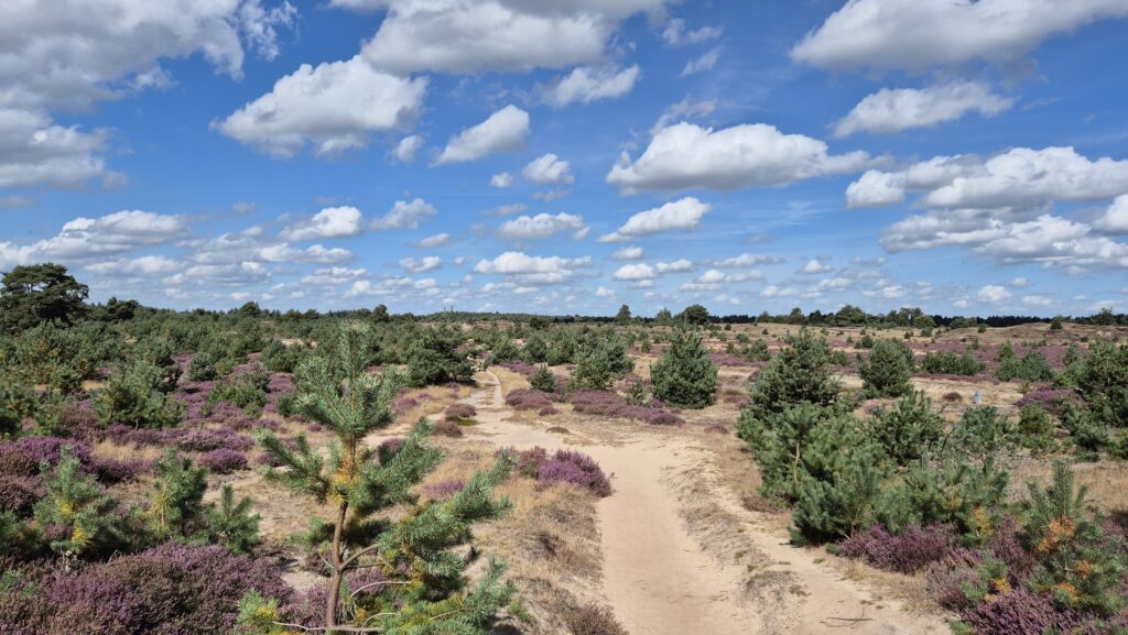 Heidevelden_Drents_Friese_Wold