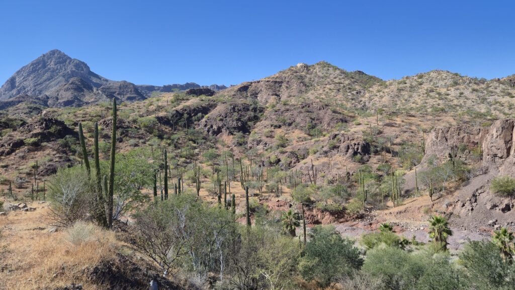 Cactussen_bergen_Sierra_de_la_Gigante_Hoogtepunten_Baja_California