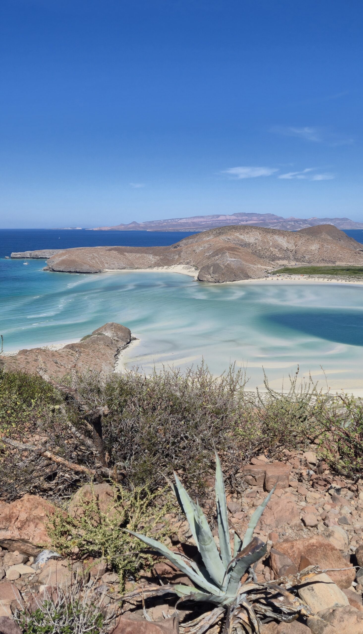 Aloe vera plant_baai_Balandra_Hoogtepunten_Baja_California