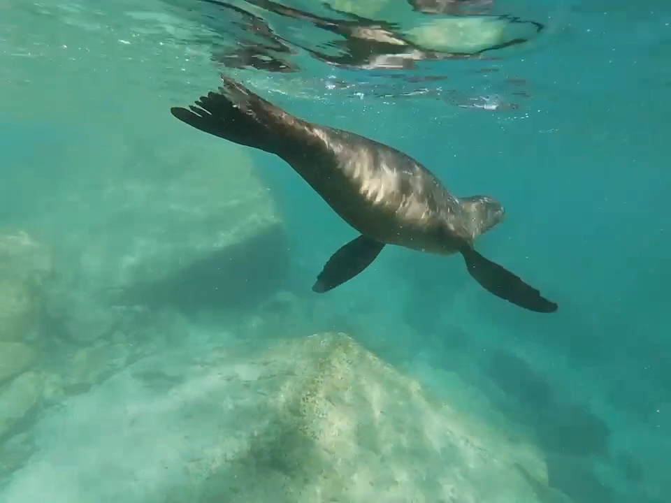 Zeeleeuw_Hoogtepunten_Baja_California