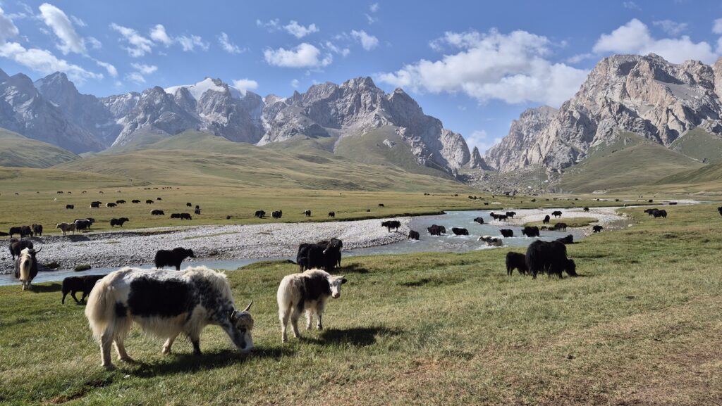 Yaks bij rivier_mooiste korte wandelingen in Kazachstan en Kirgizië