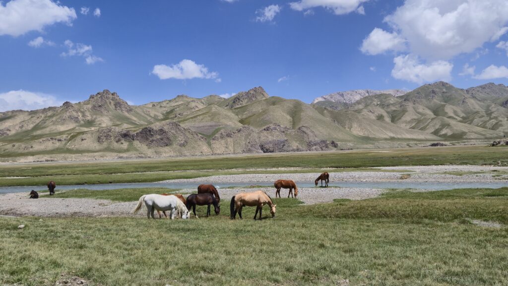Wilde paarden_mooiste korte wandelingen in Kazachstan en Kirgizië