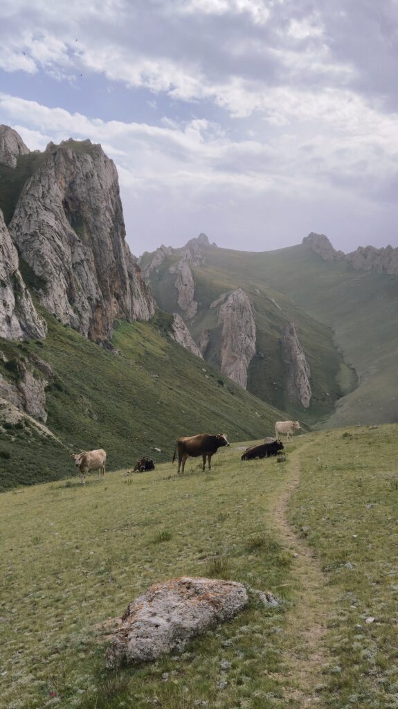 Koeien_rotsen_bergvallei_mooiste korte wandelingen in Kazachstan en Kirgizië