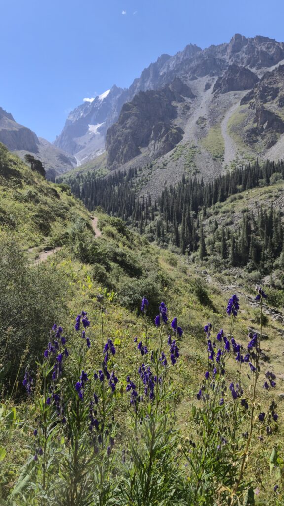 paarse_bloemen_berglandschap_mooistekorte wandelingen in Kazachstan en Kirgizië